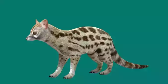 Genet Animal Game Ready Low-poly 3D model