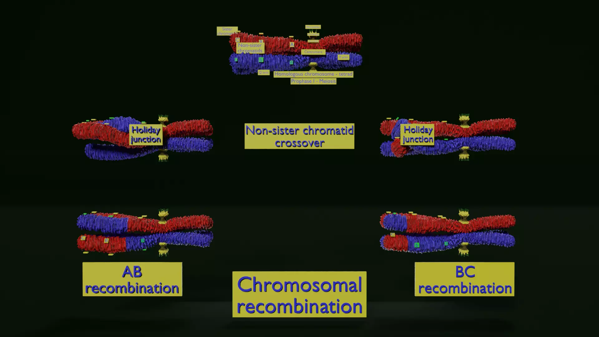 Chromosome genetic recombination blender 3d 3D model