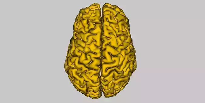 Brain 3d for CNC and printing