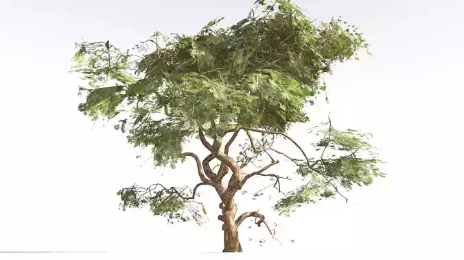 EVERYPlant Utah Juniper LowPoly 2 --16 Models-- Low-poly 3D model