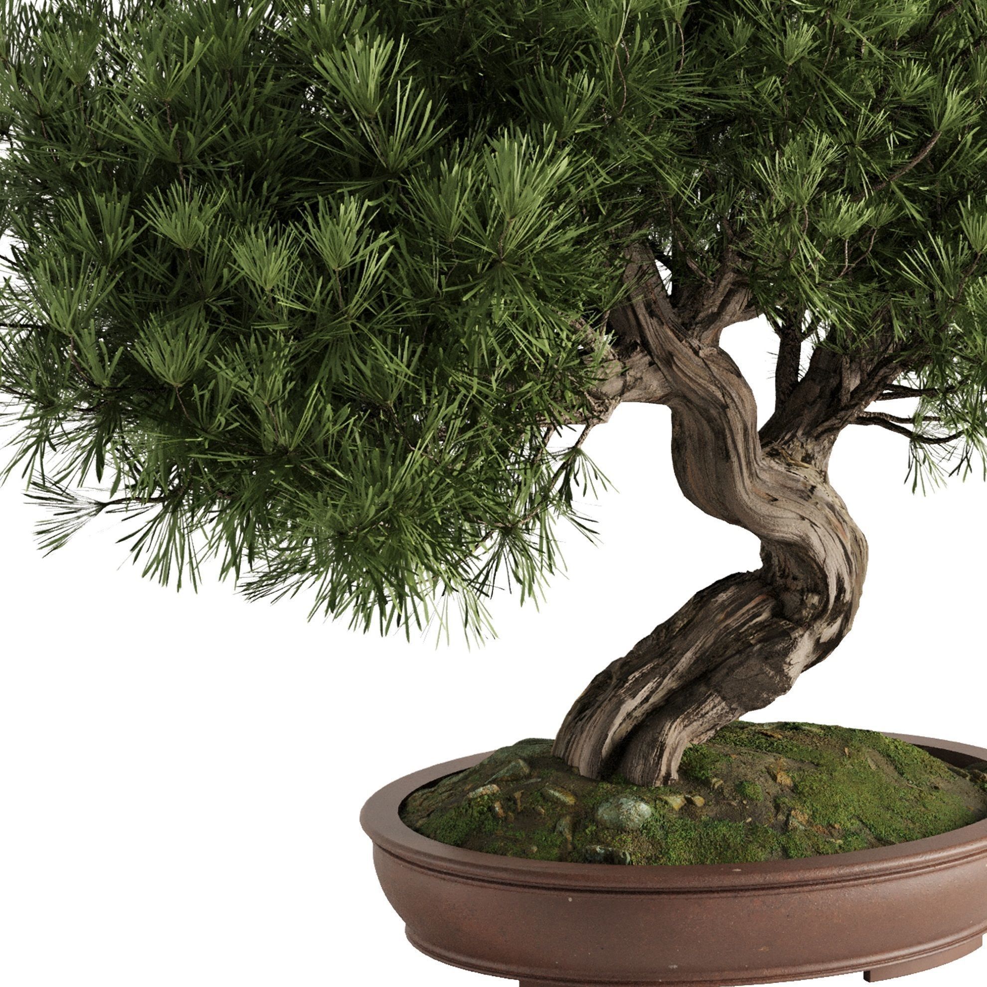 Bonsai Tree set4 3D model_2