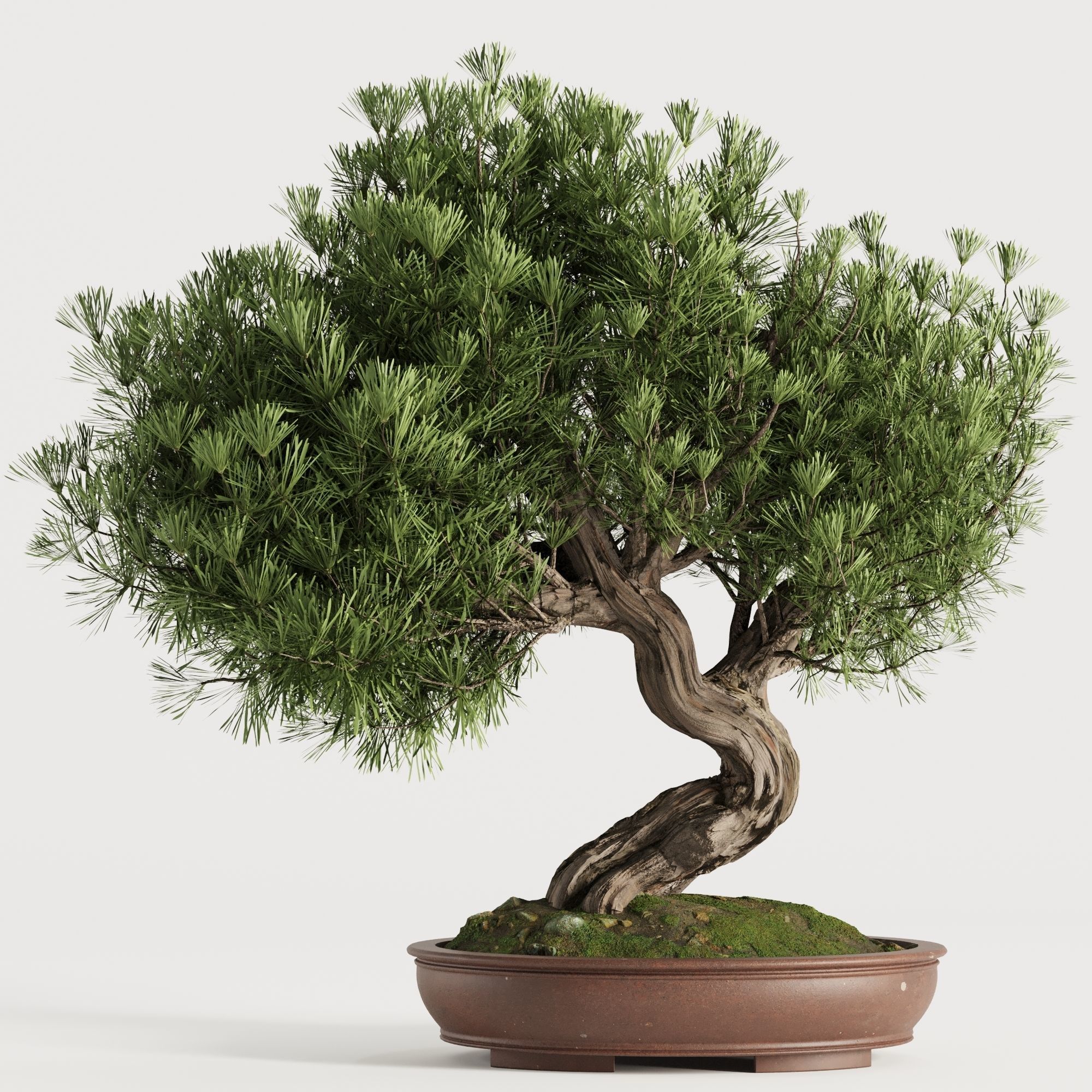 Bonsai Tree set4 3D model_4