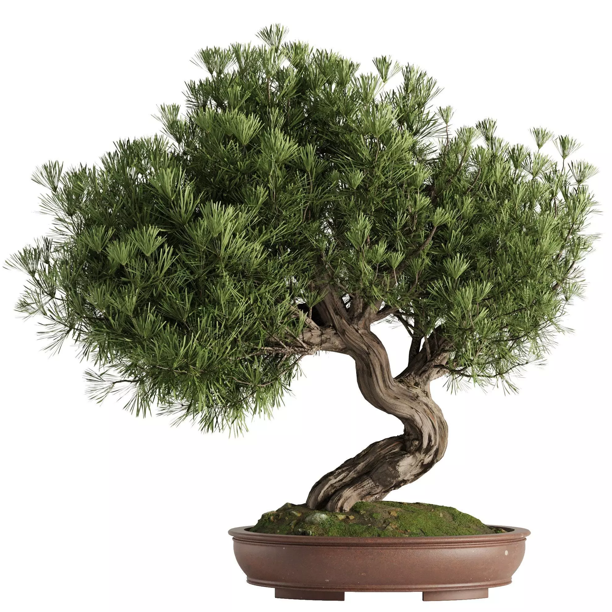 Bonsai Tree set4 3D model_0