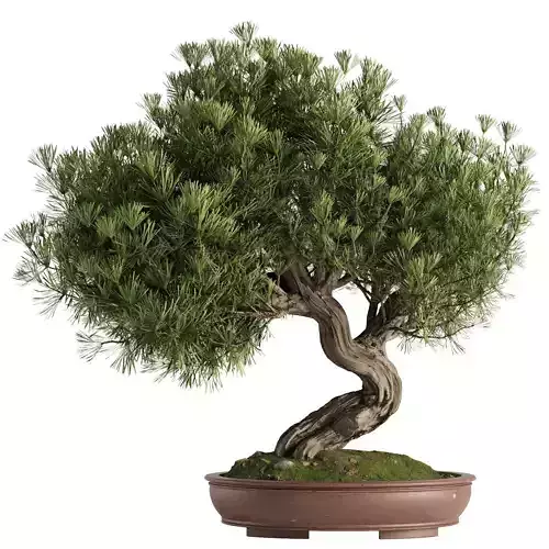 Bonsai Tree set4