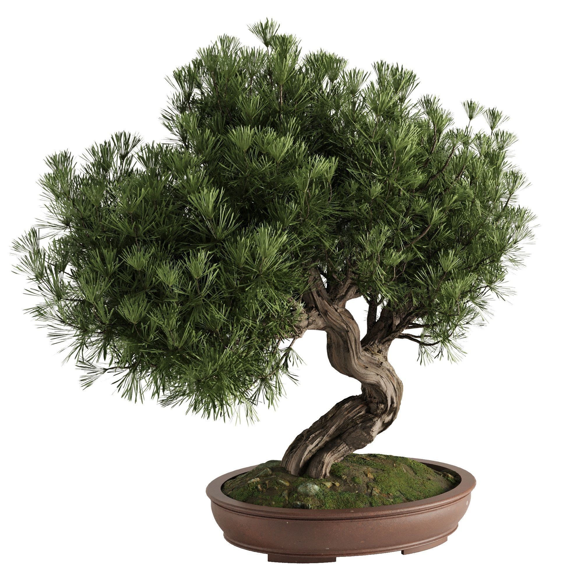 Bonsai Tree set4 3D model_1