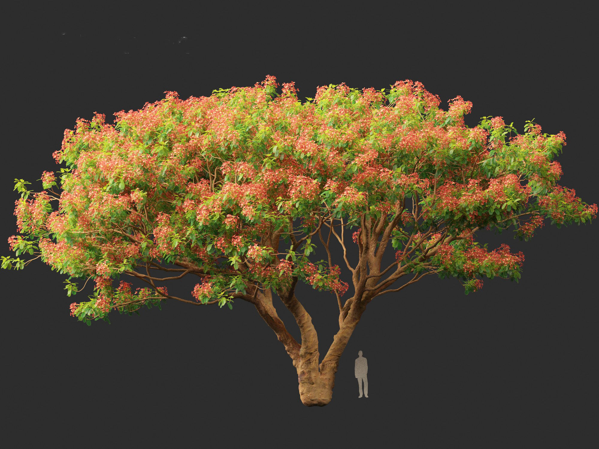 Delonix regia - Bojer ex Hook 3D model_12