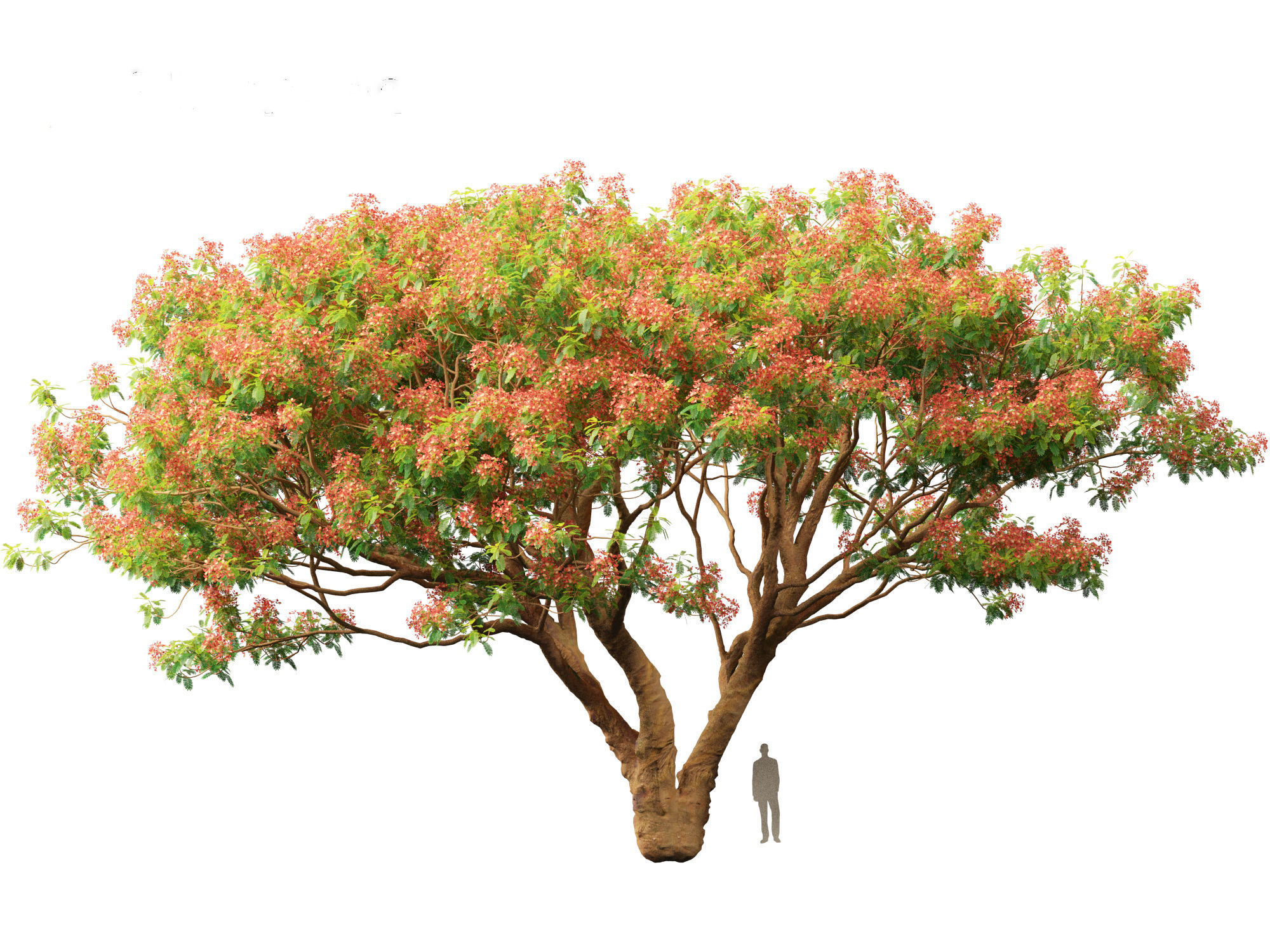 Delonix regia - Bojer ex Hook 3D model_11