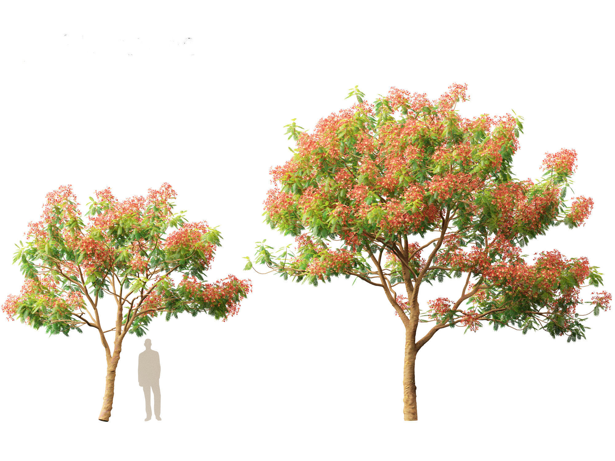 Delonix regia - Bojer ex Hook 3D model_7