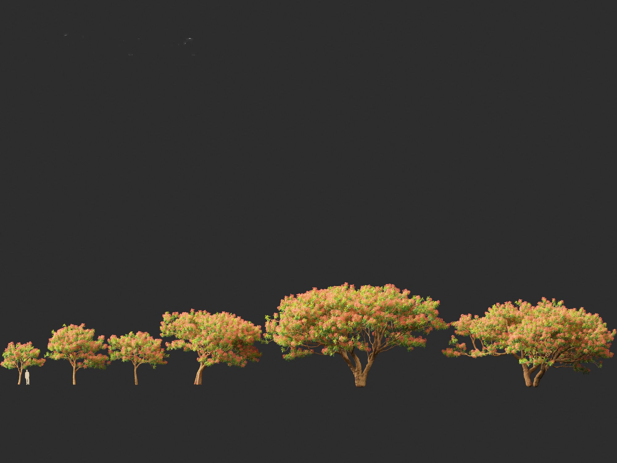 Delonix regia - Bojer ex Hook 3D model_6