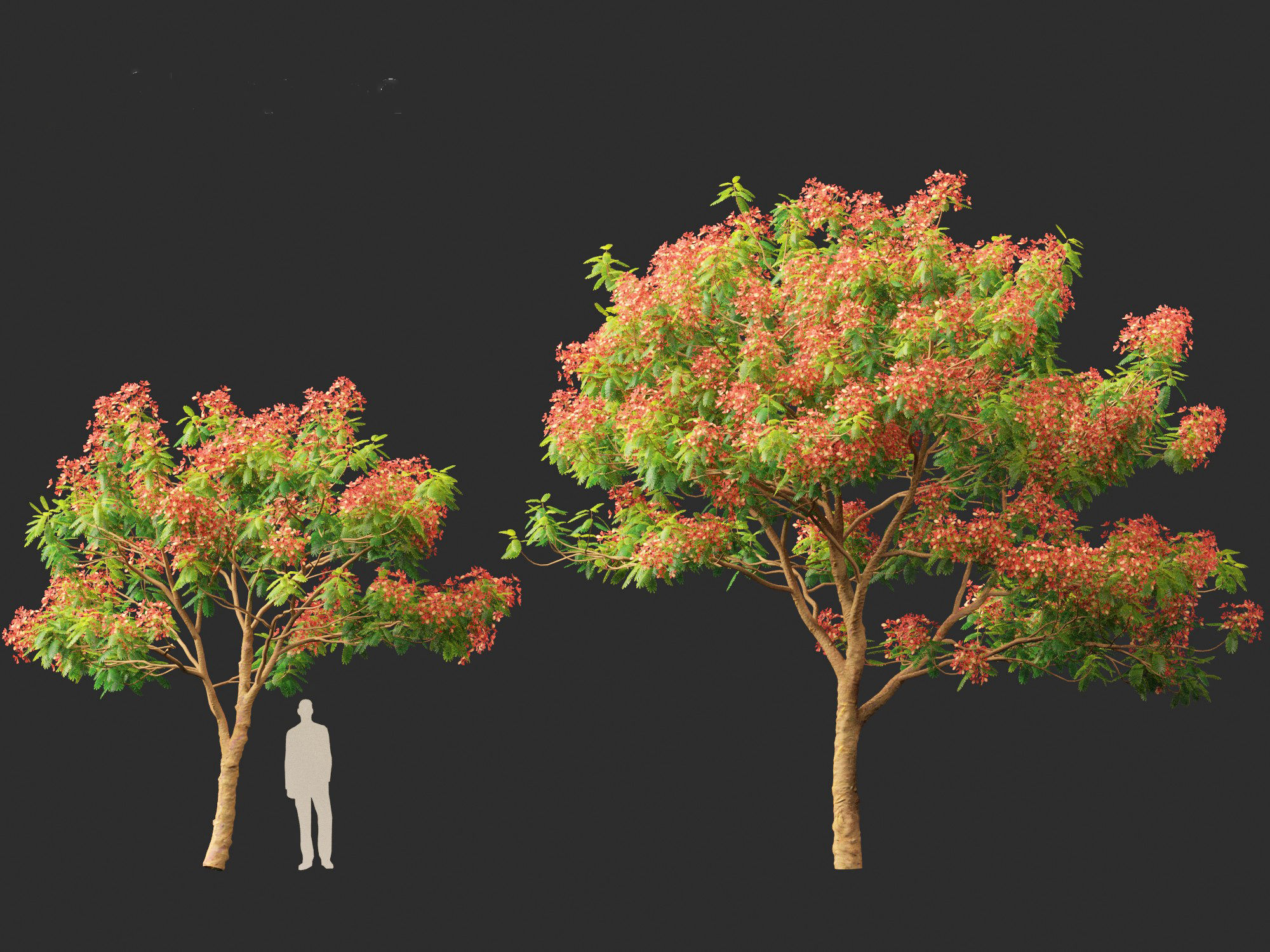 Delonix regia - Bojer ex Hook 3D model_8