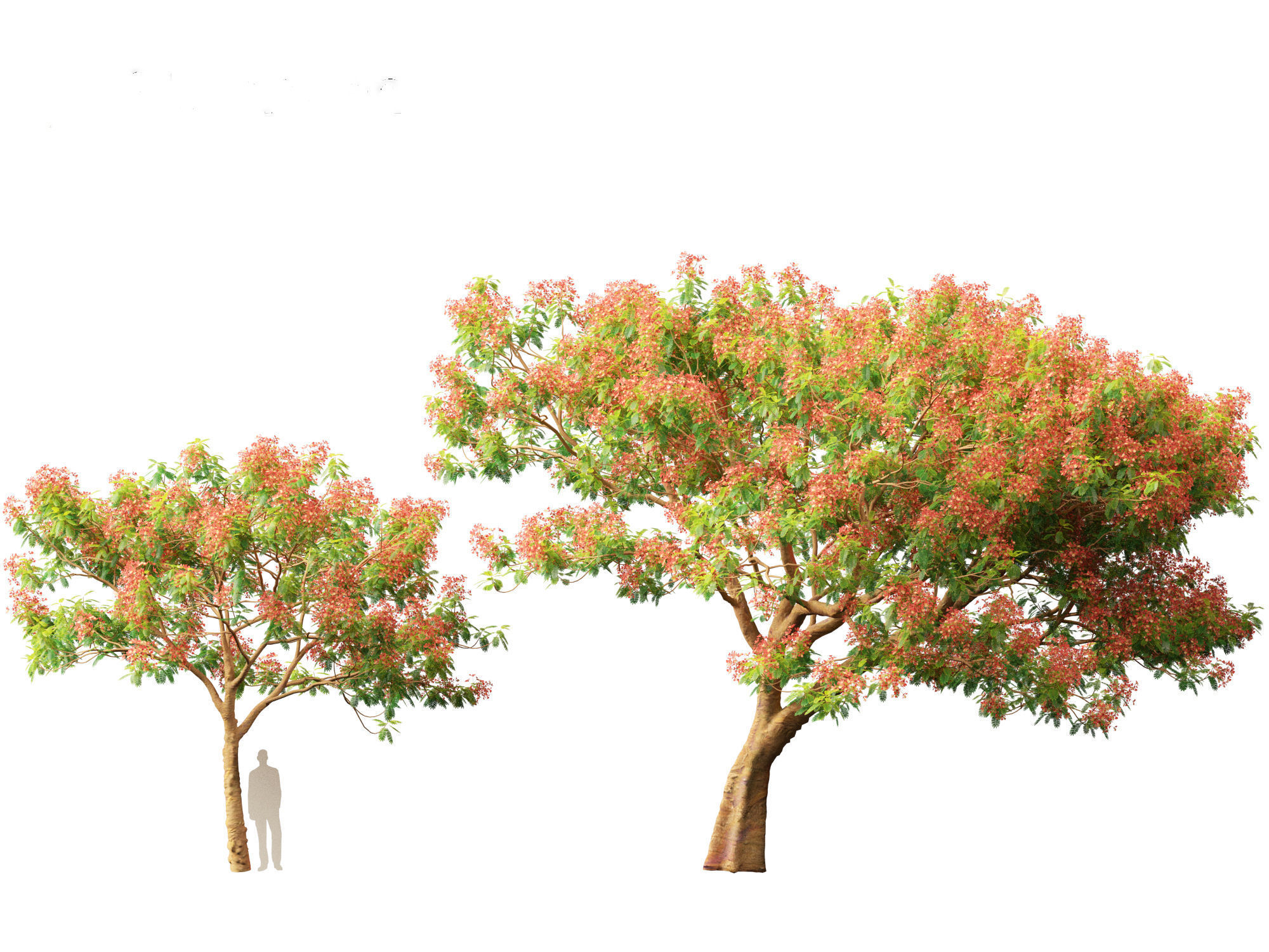 Delonix regia - Bojer ex Hook 3D model_9