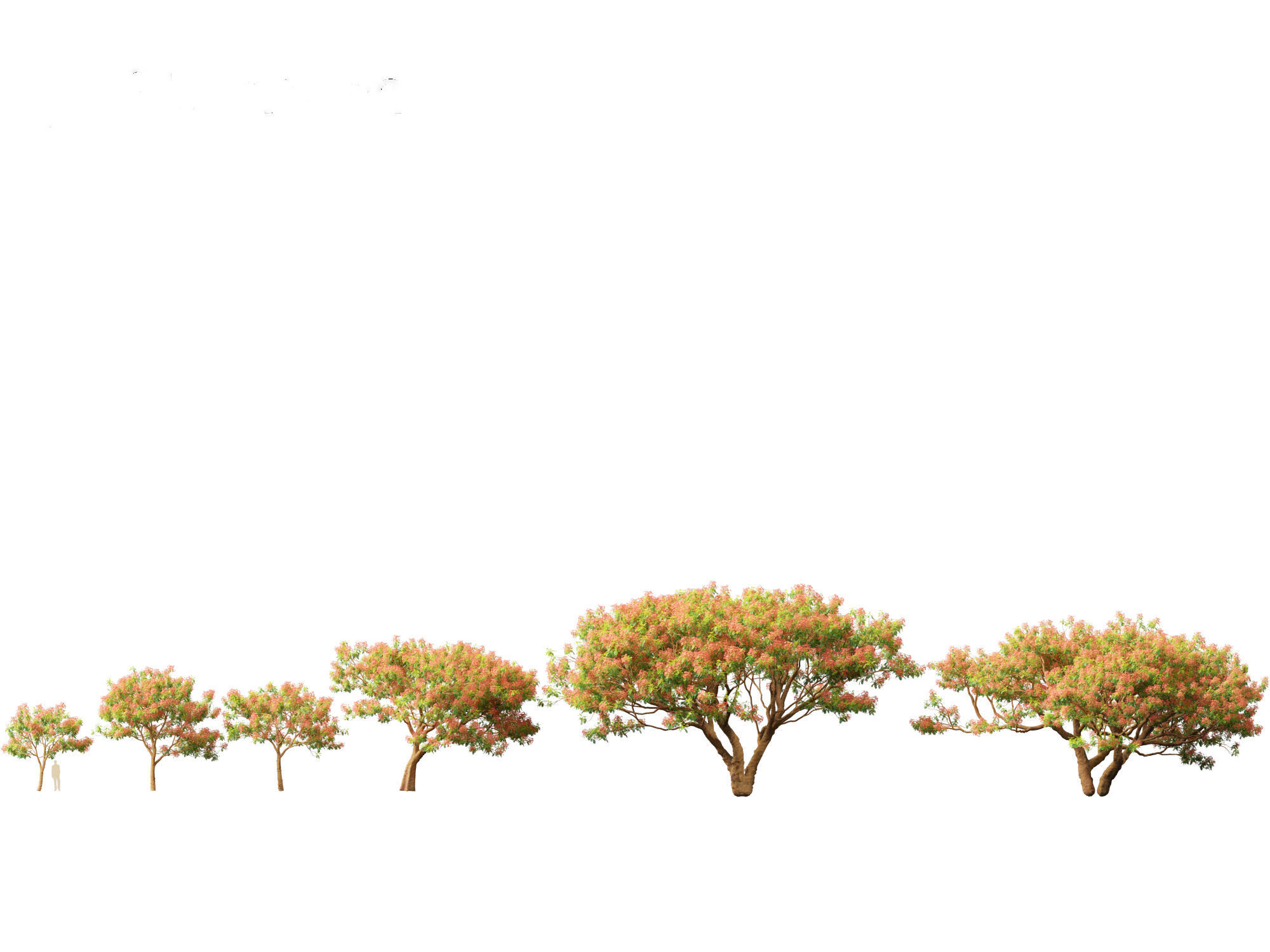 Delonix regia - Bojer ex Hook 3D model_2