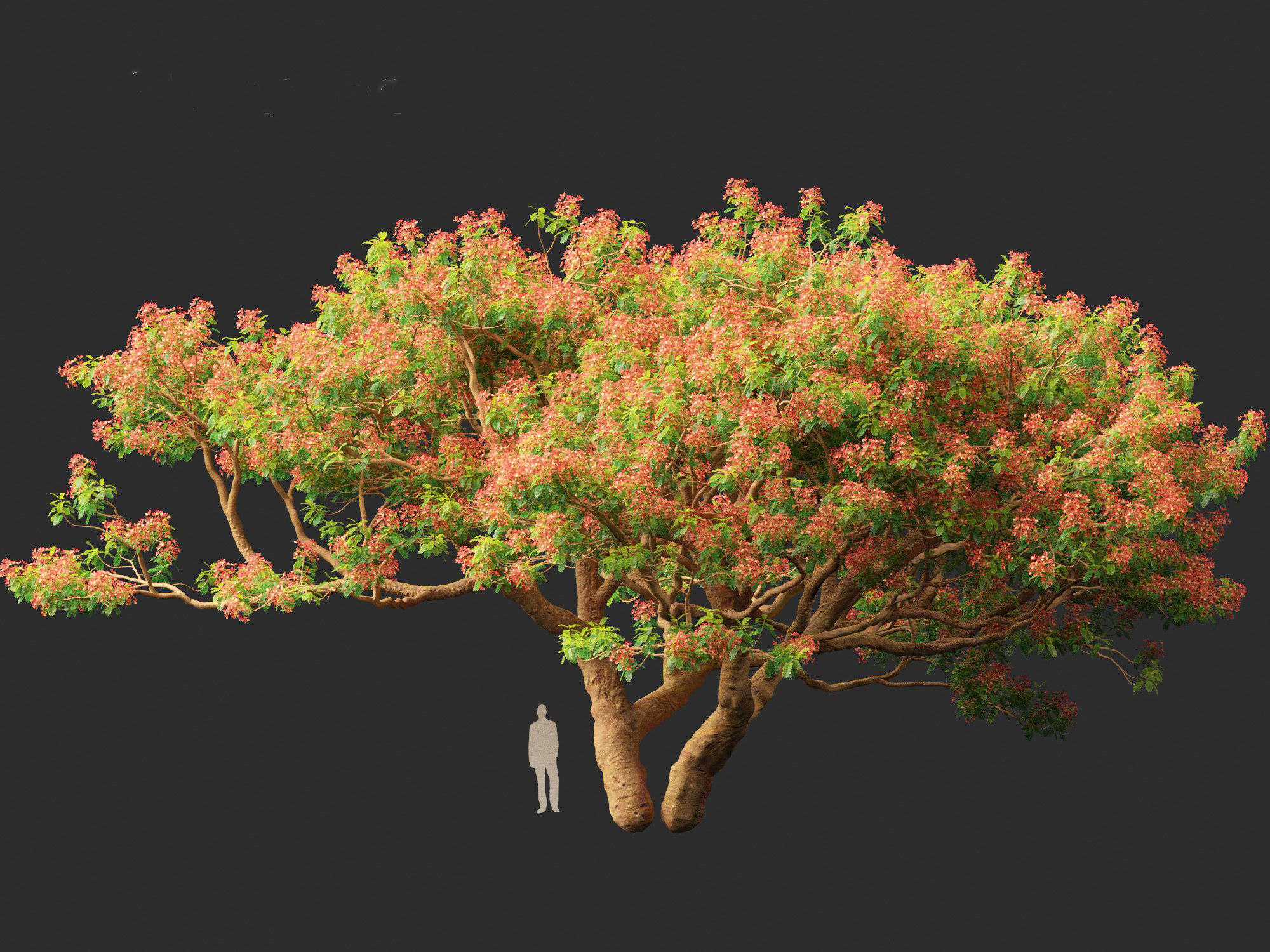 Delonix regia - Bojer ex Hook 3D model_3