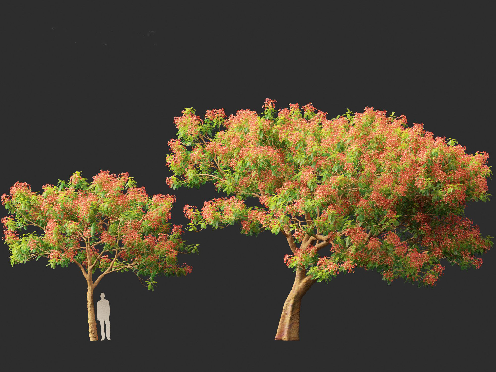 Delonix regia - Bojer ex Hook 3D model_10