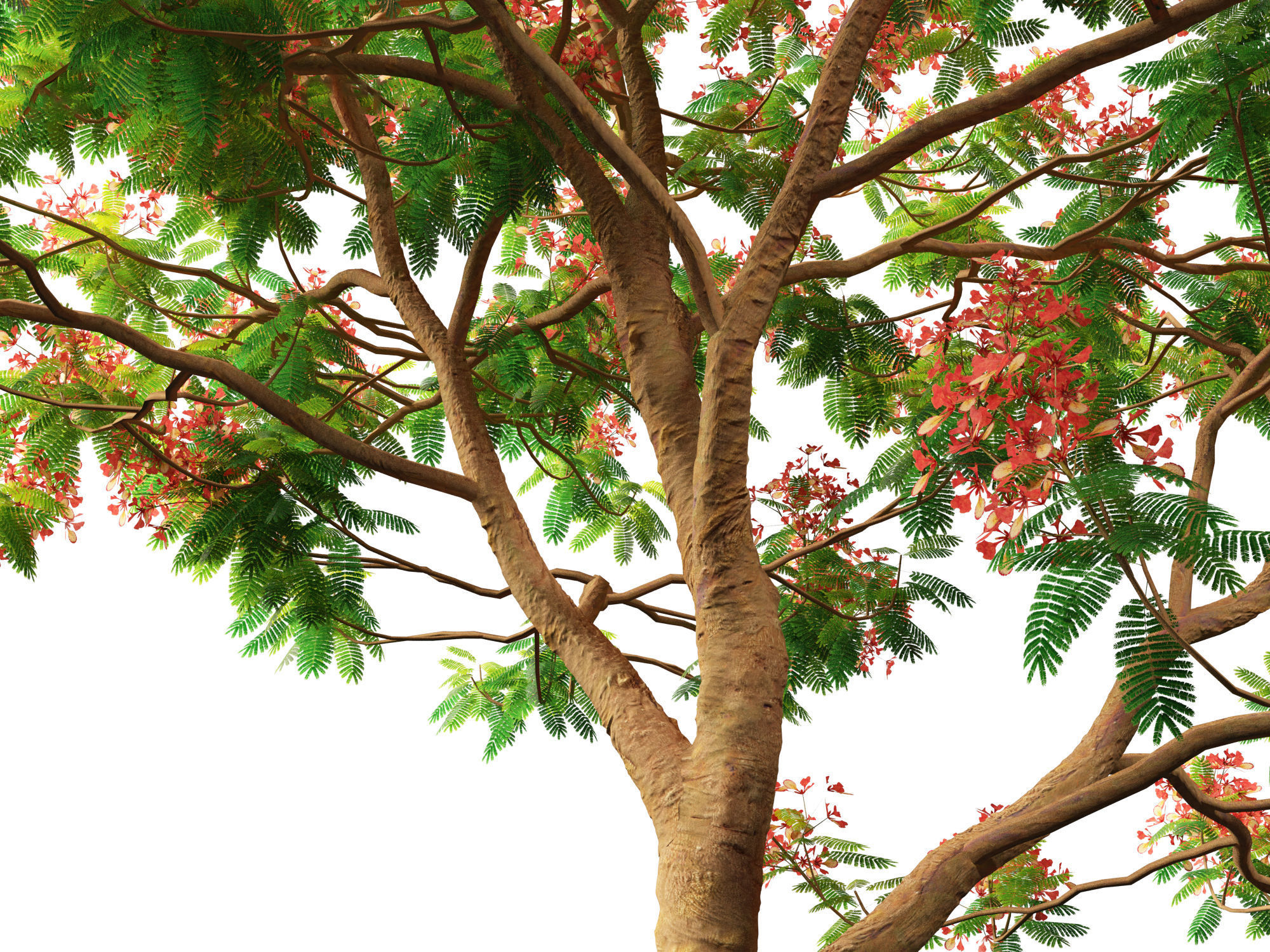 Delonix regia - Bojer ex Hook 3D model_4