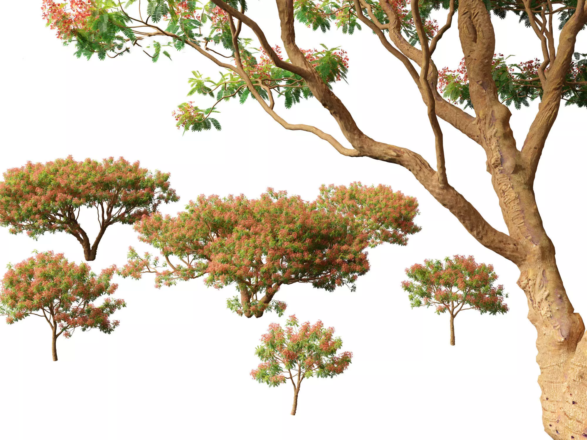 Delonix regia - Bojer ex Hook 3D model_0