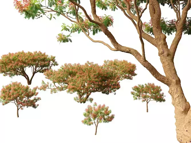 Delonix regia - Bojer ex Hook