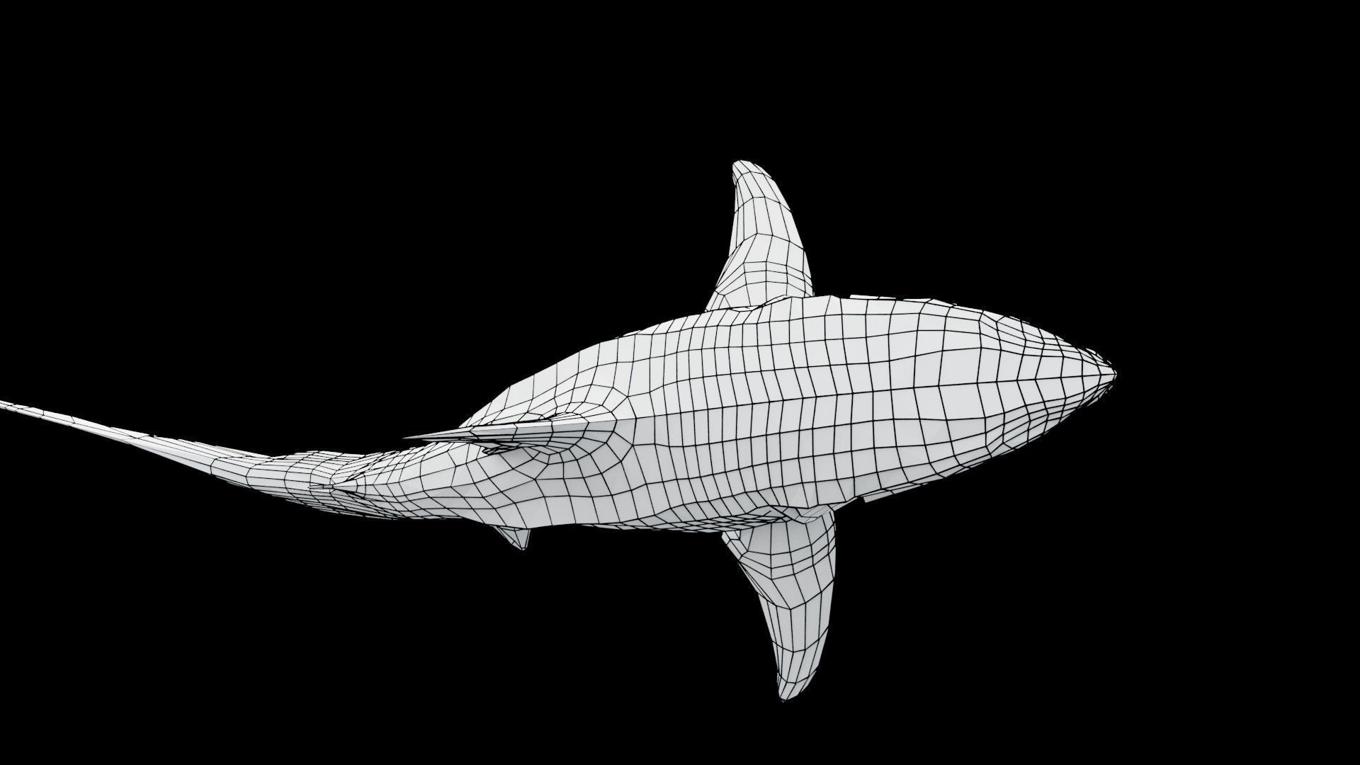 Oceanic Blacktip Shark Low-poly 3D model_16