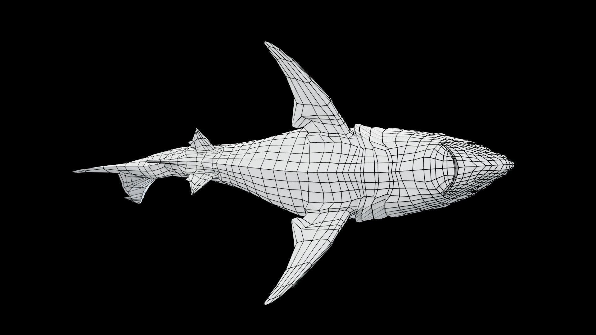 Oceanic Blacktip Shark Low-poly 3D model_20