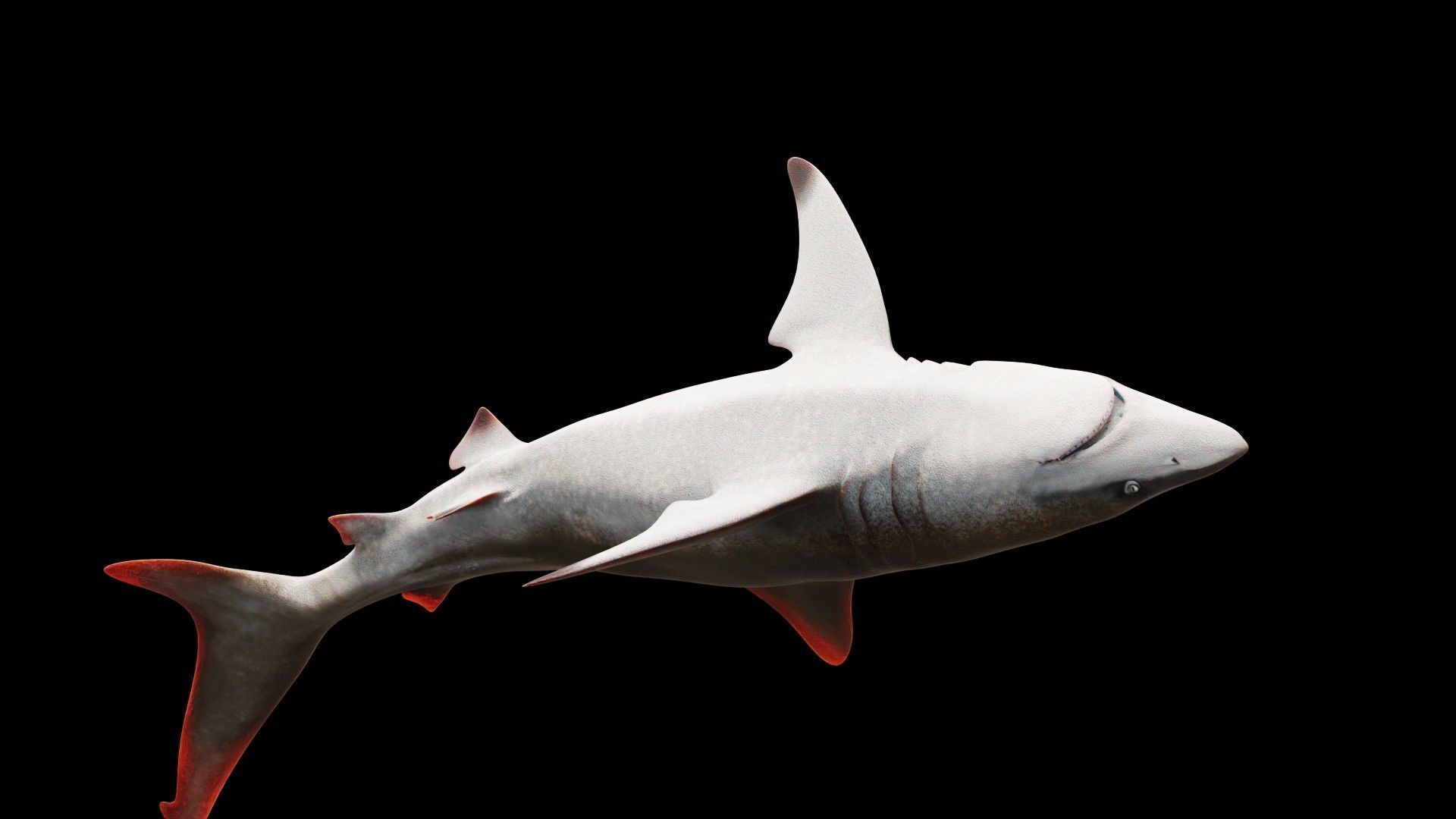Oceanic Blacktip Shark Low-poly 3D model_10