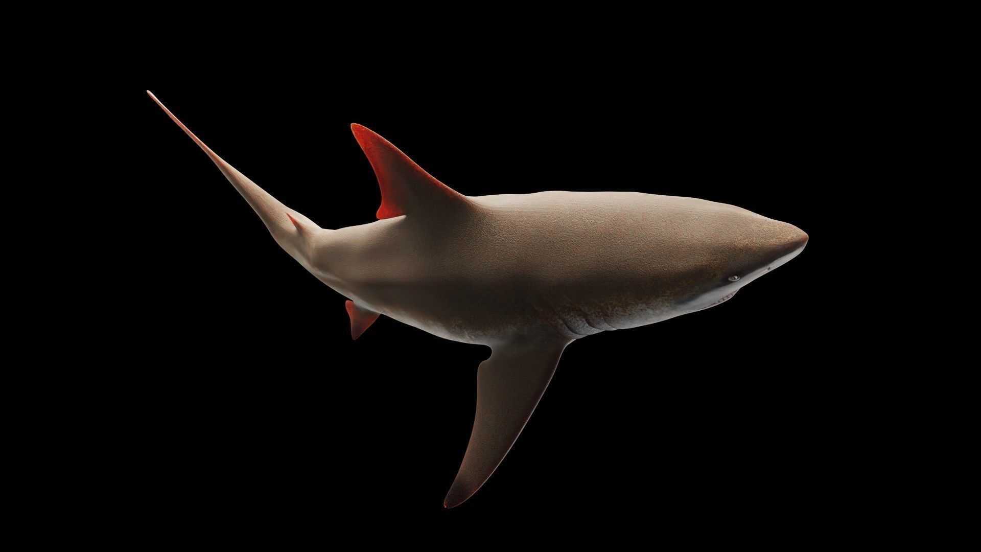 Oceanic Blacktip Shark Low-poly 3D model_6