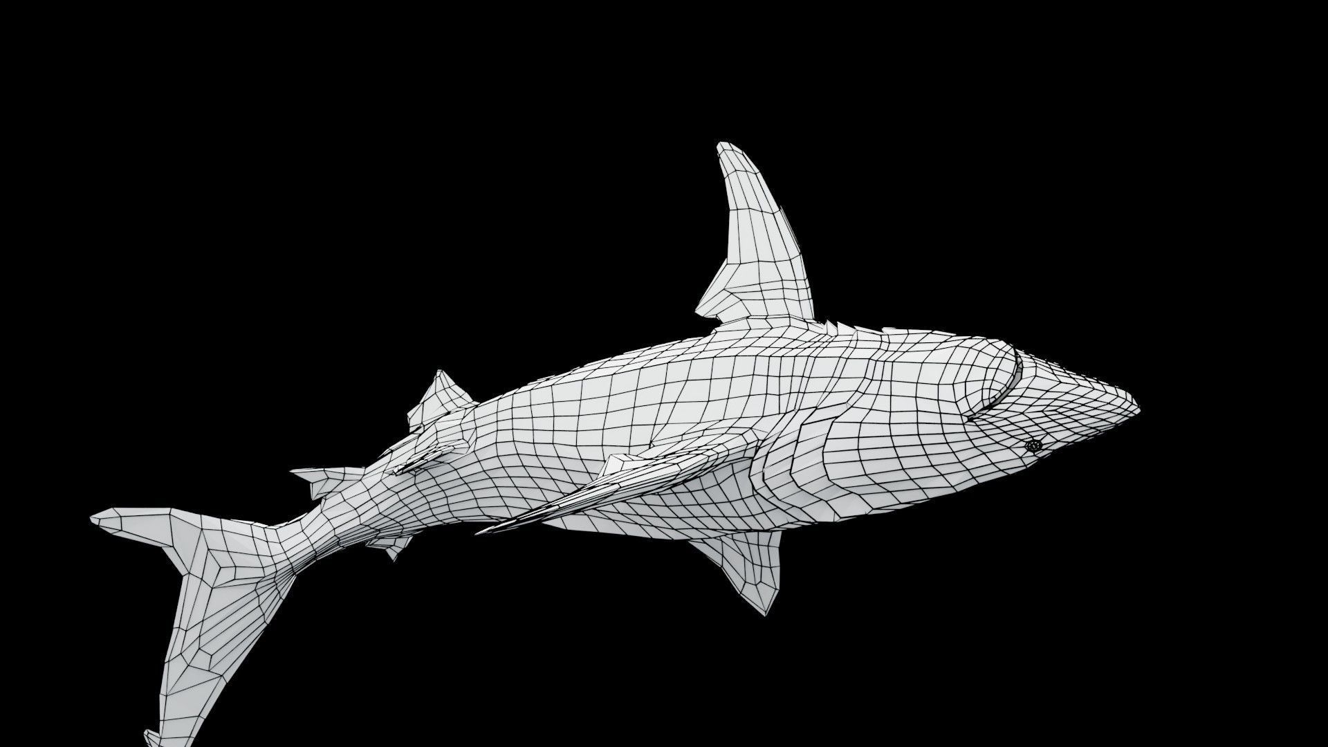 Oceanic Blacktip Shark Low-poly 3D model_19
