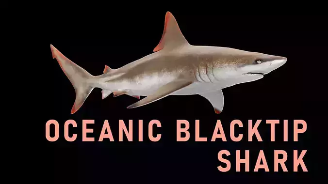Oceanic Blacktip Shark Low-poly 3D model