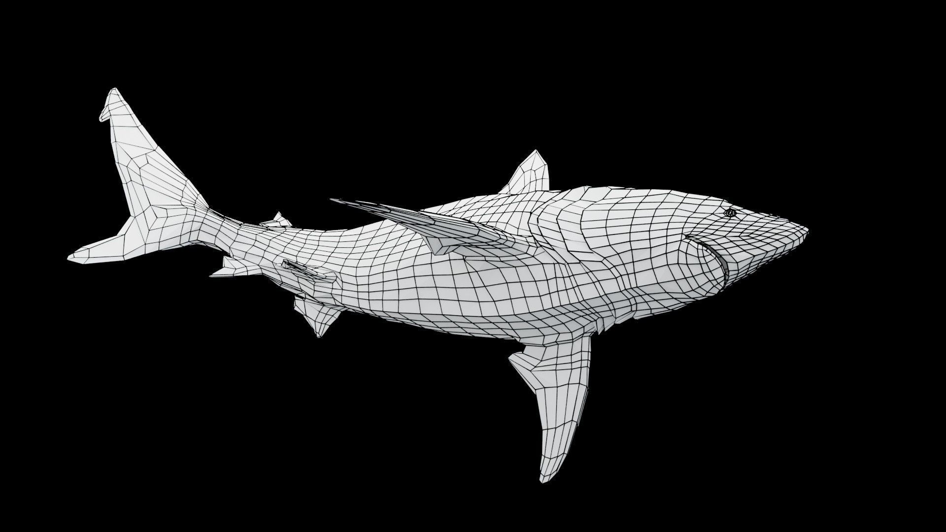 Oceanic Blacktip Shark Low-poly 3D model_21