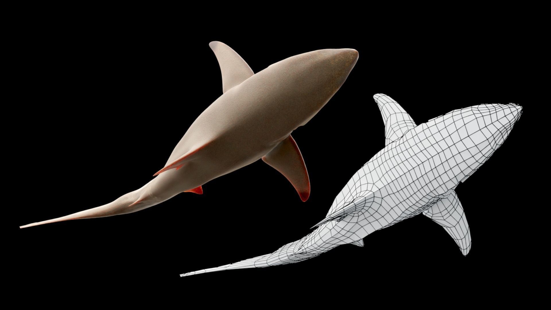 Oceanic Blacktip Shark Low-poly 3D model_3