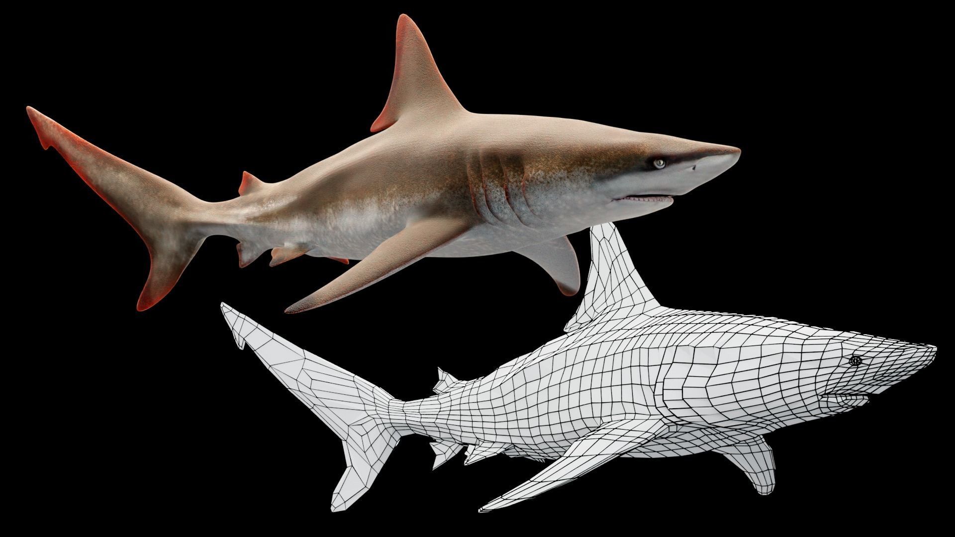 Oceanic Blacktip Shark Low-poly 3D model_2