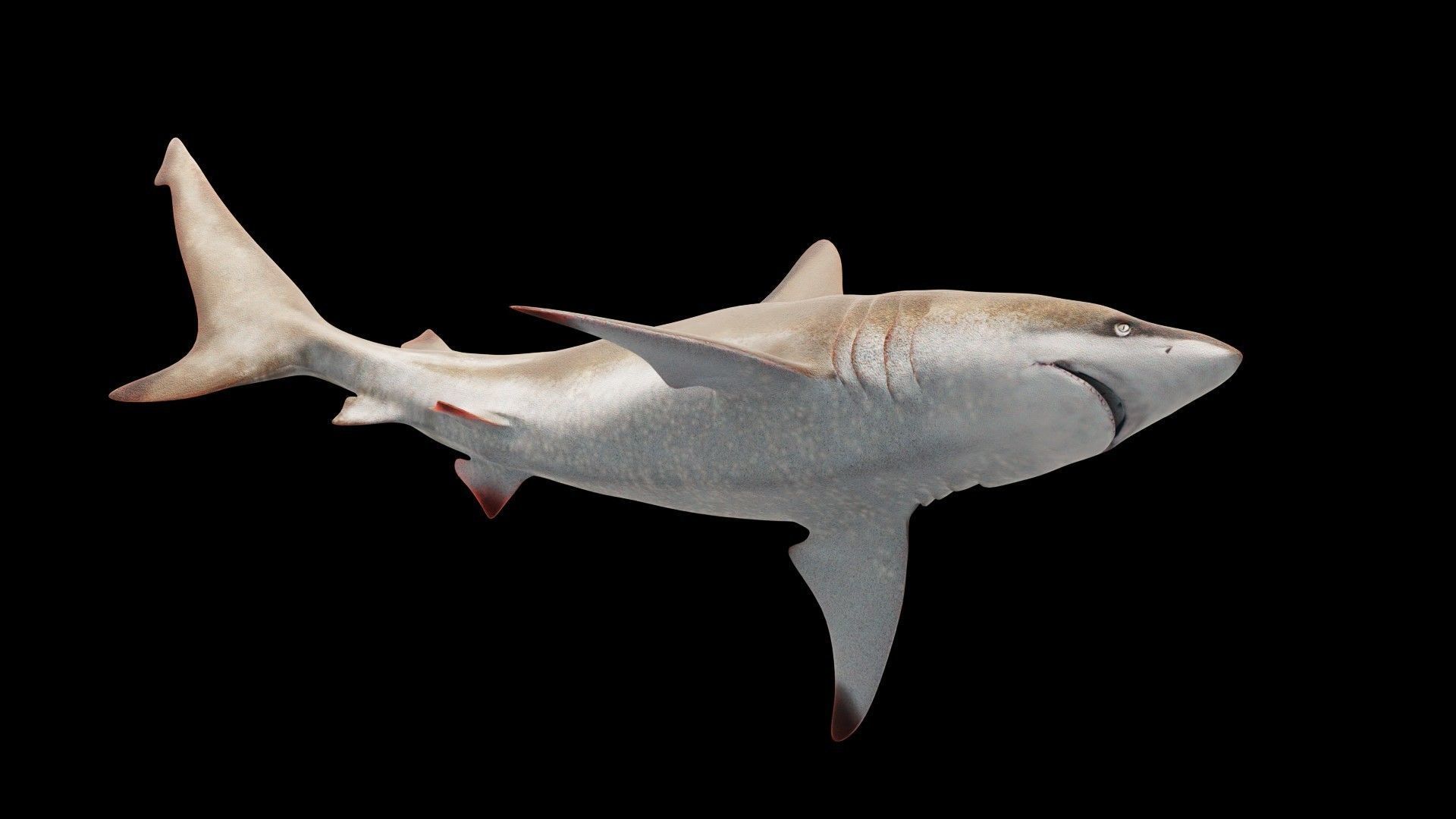 Oceanic Blacktip Shark Low-poly 3D model_12