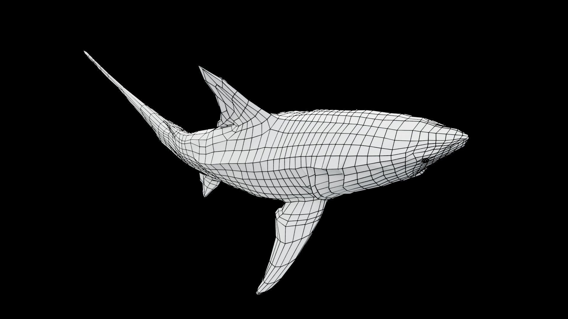 Oceanic Blacktip Shark Low-poly 3D model_15