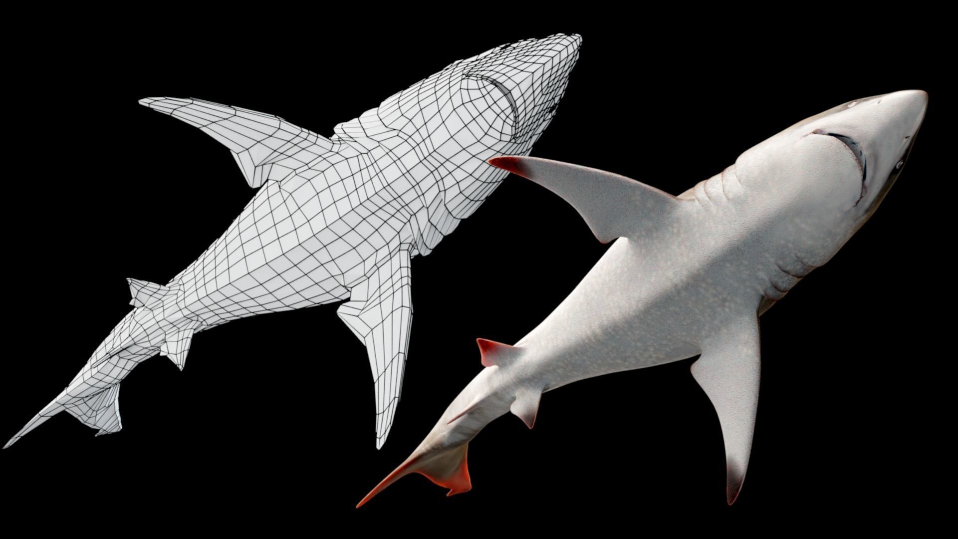 Oceanic Blacktip Shark Low-poly 3D model_4