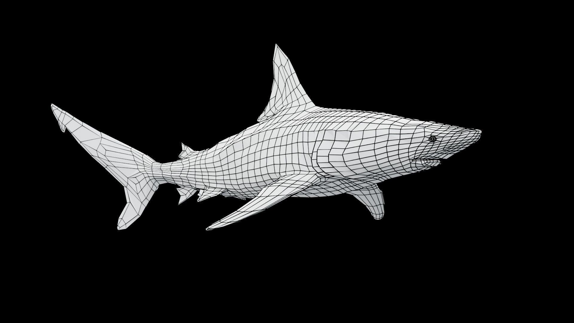 Oceanic Blacktip Shark Low-poly 3D model_13