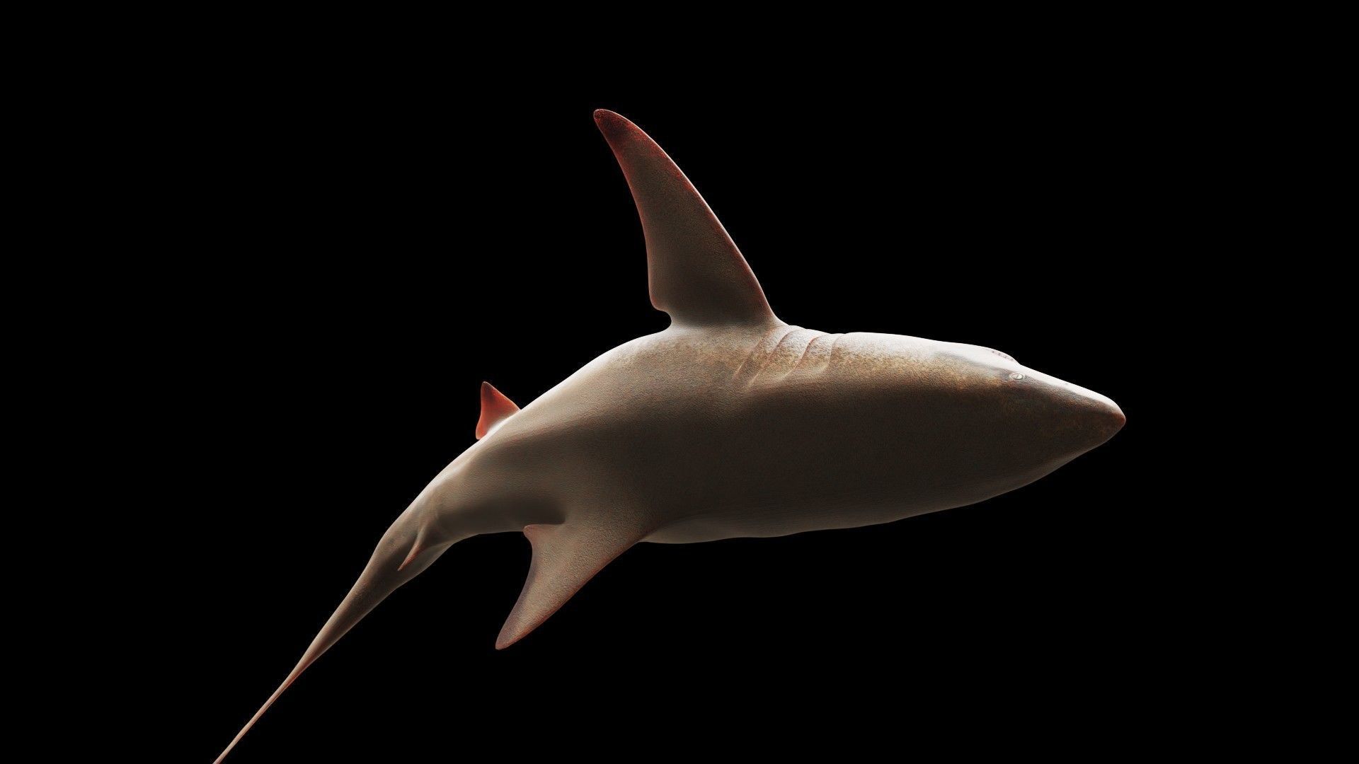 Oceanic Blacktip Shark Low-poly 3D model_8