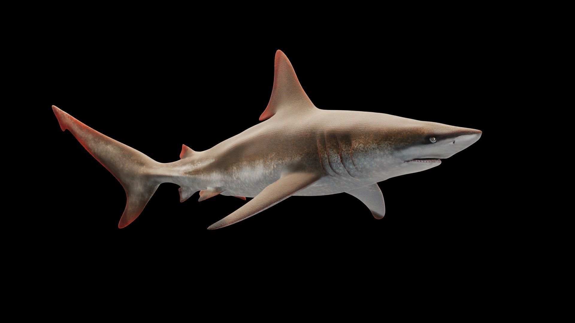 Oceanic Blacktip Shark Low-poly 3D model_5
