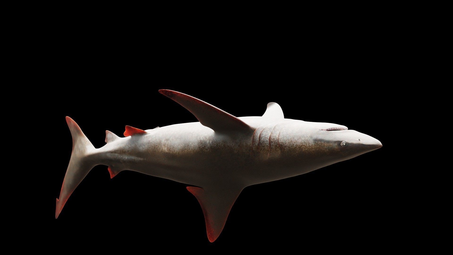 Oceanic Blacktip Shark Low-poly 3D model_9