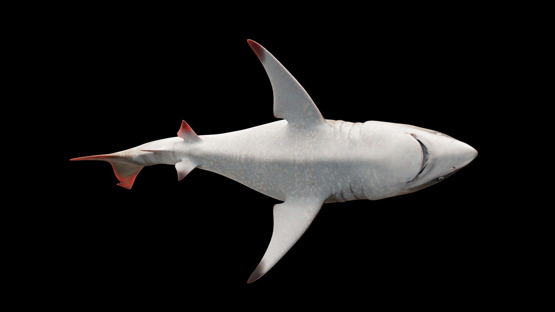 Oceanic Blacktip Shark Low-poly 3D model_11
