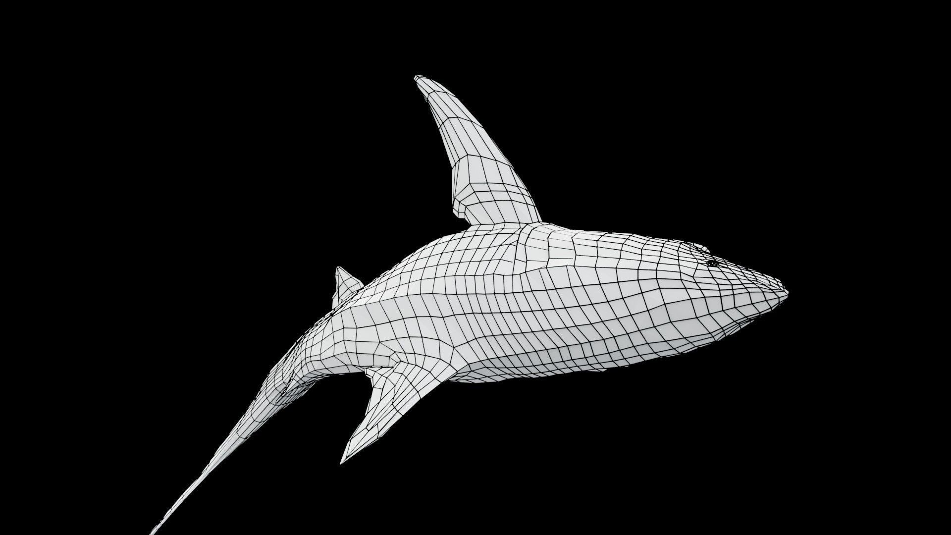 Oceanic Blacktip Shark Low-poly 3D model_17