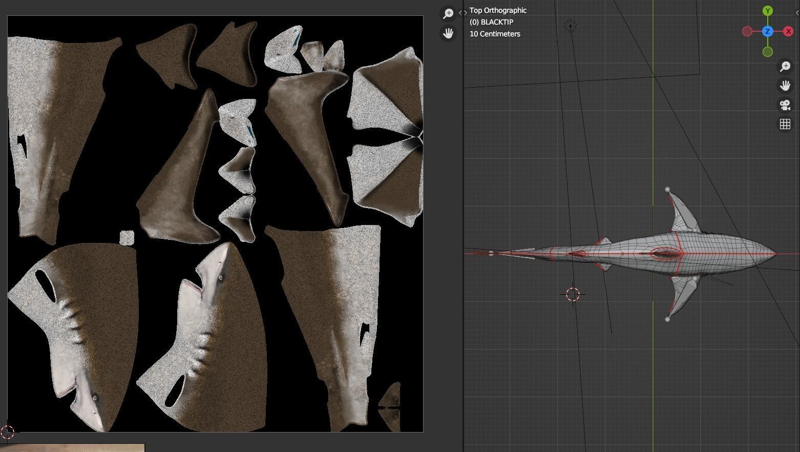 Oceanic Blacktip Shark Low-poly 3D model_22