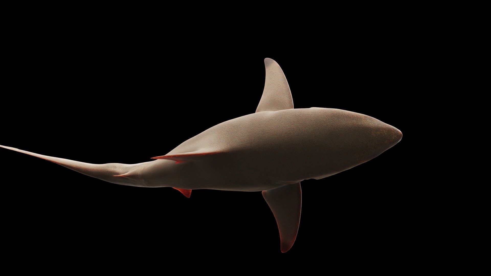 Oceanic Blacktip Shark Low-poly 3D model_7