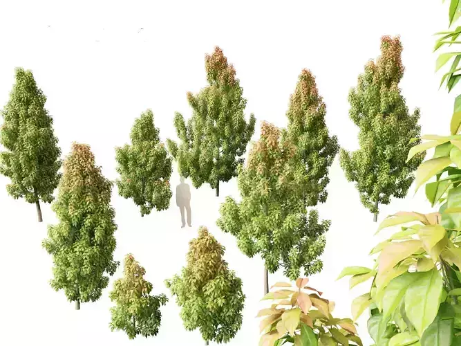 Elaeocarpus eumundi - Eumundi quandong