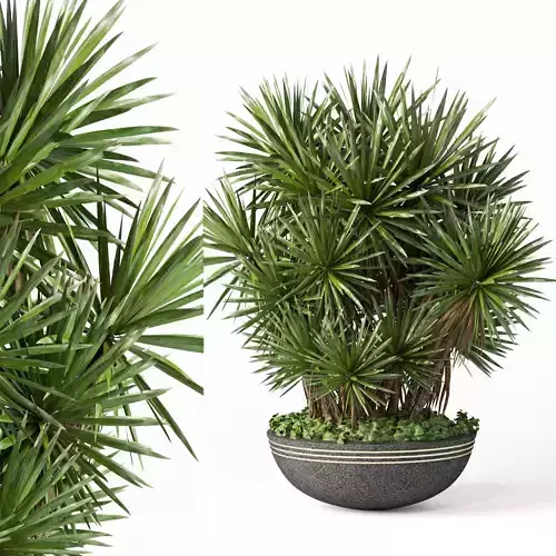 indoor plant set014 palm tree plant