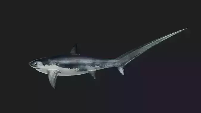 Shark