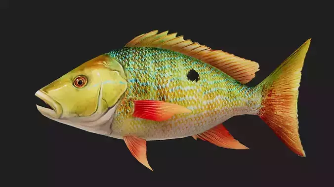 Snapper Low-poly 3D model
