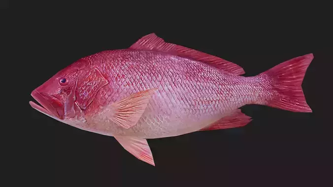 Snapper Low-poly 3D model