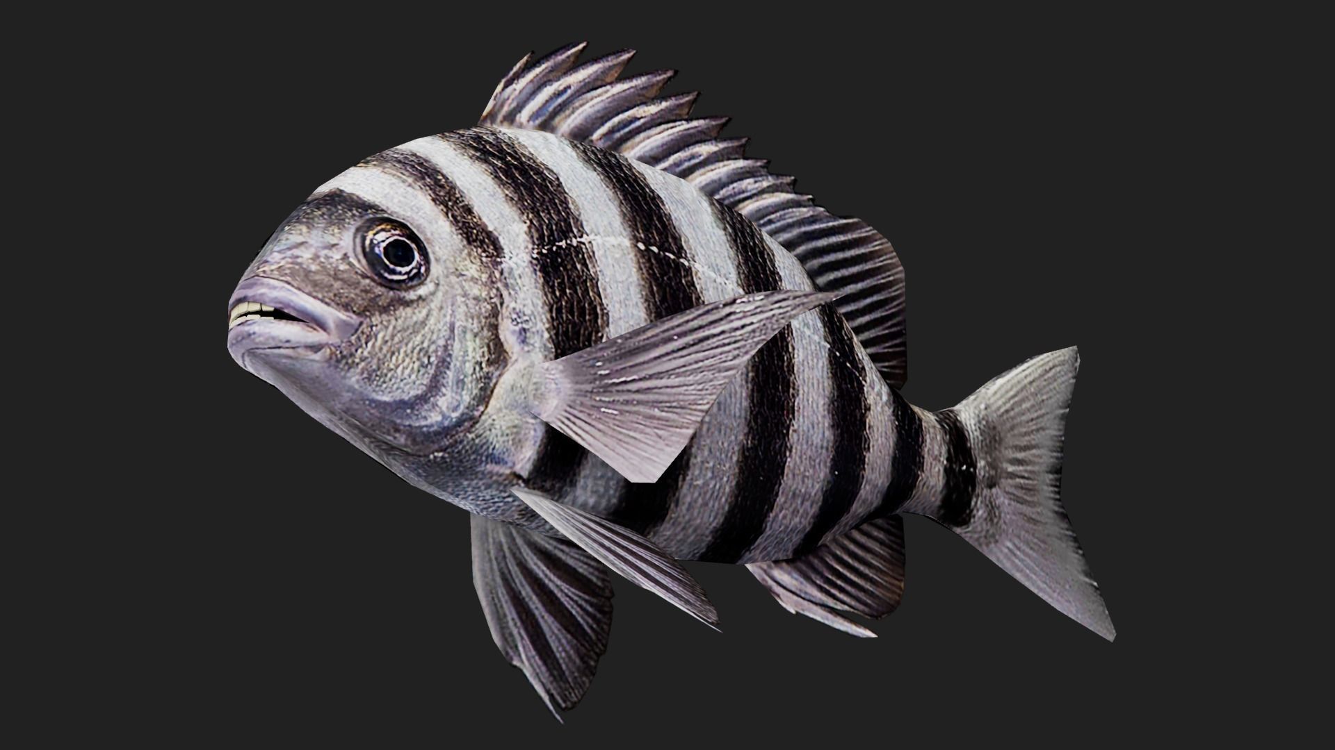 Snapper Low-poly 3D model_2