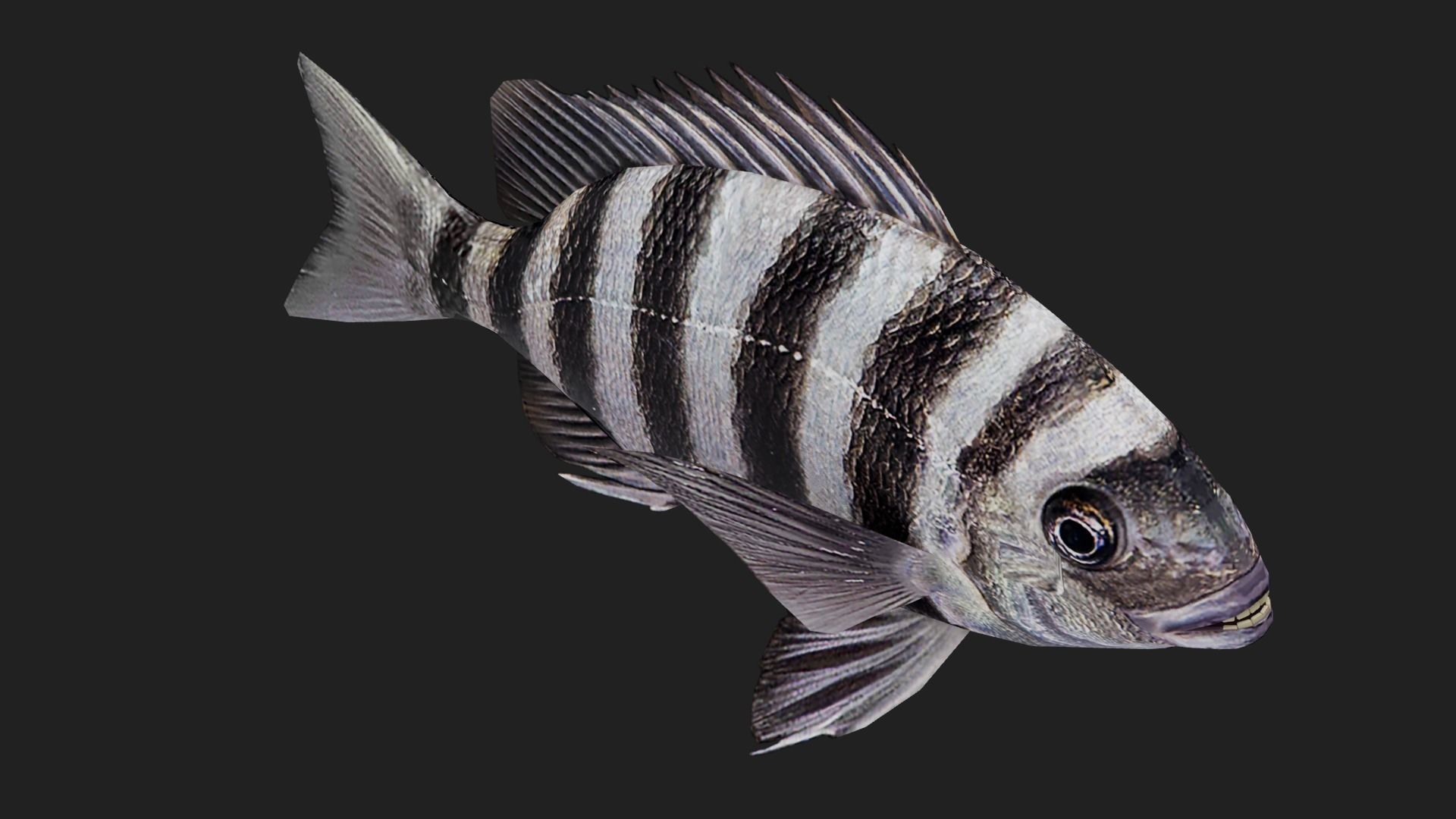 Snapper Low-poly 3D model_4