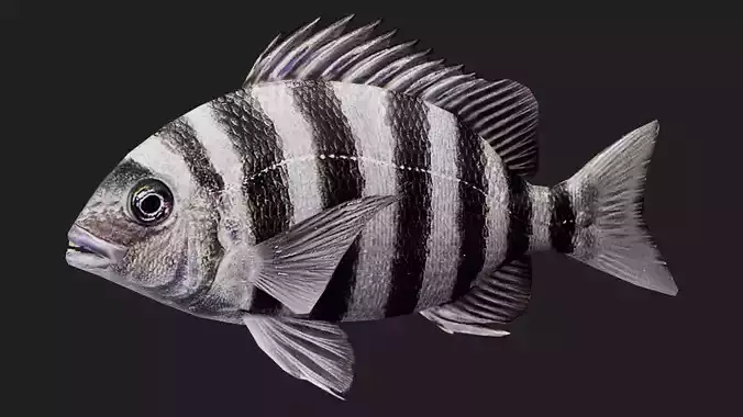 Snapper Low-poly 3D model