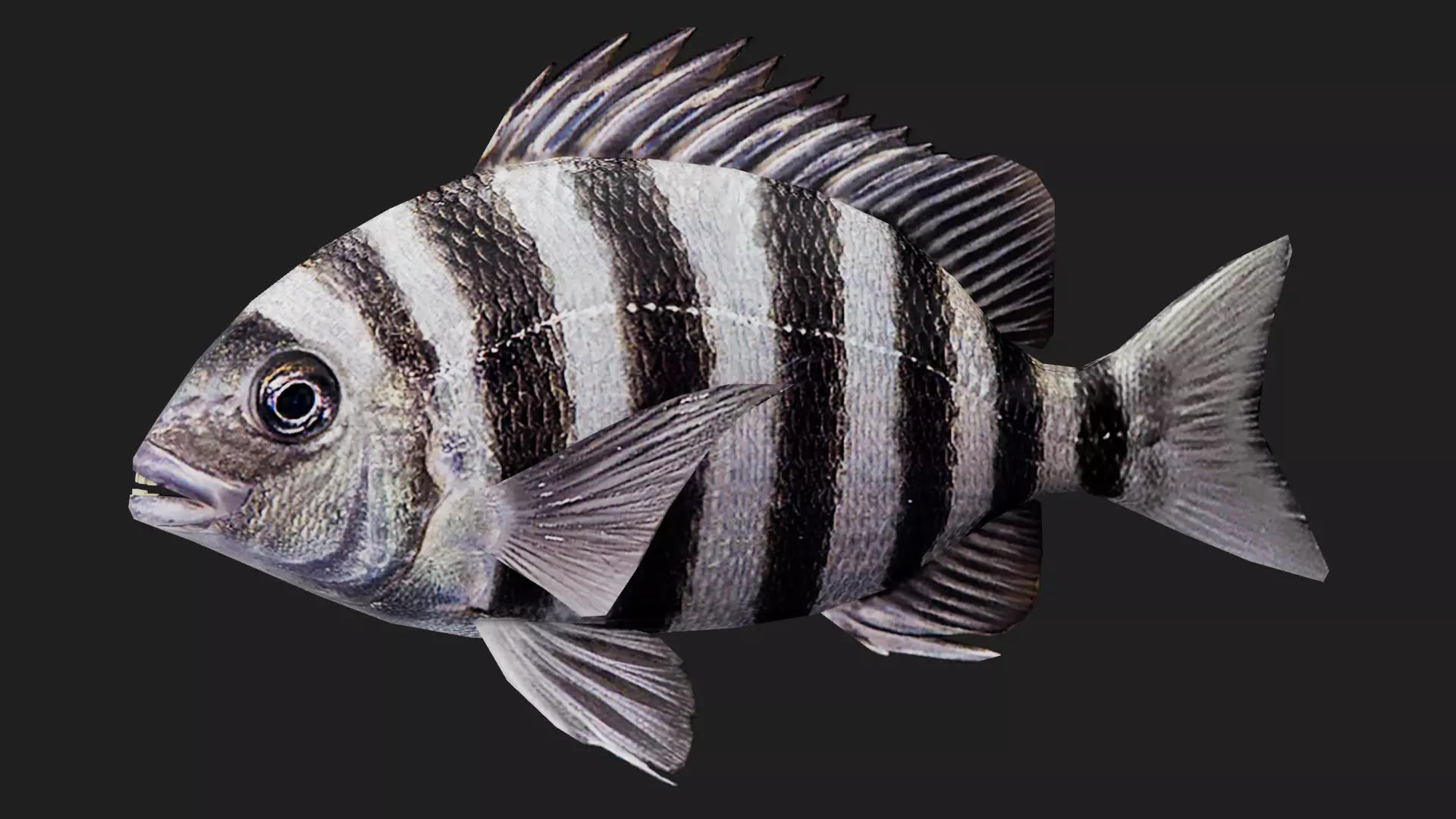 Snapper Low-poly 3D model_0